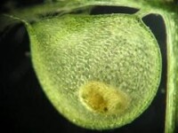 狸藻的捕蟲囊