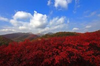 桐柏山黃崗紅葉