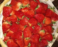 東方草莓