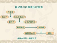 內毒素反應機理