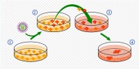 iPS細胞製作法step1:從身體取得細胞並加以培養step2:利用病毒載體，或是其他方式把特殊基因或是其產物（蛋白質）“導入”細胞。紅色的是已被“導入”的細胞。step 3:當細胞群落形成，並利用ES細胞之培養法進行培養step 4:培養后便會形成類似ES細胞之iPS細胞群。