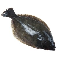 鴉片魚