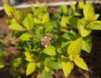 金山綉線菊