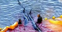 日本捕魚工人在太地町捕殺海豚