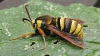 Sesia apiformis (Clerck， 1759)