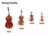 提琴家族