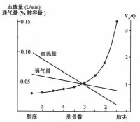 正常成年人直立時肺泡通氣與肺血液的分佈