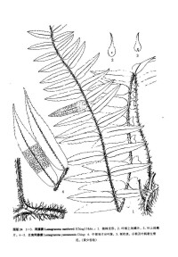 雲南網藤蕨（墨線圖）