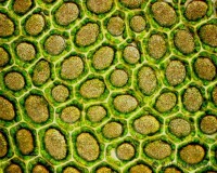 孢子囊 苔蘚植物