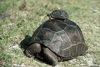 亞達伯拉象龜幼龜