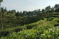 興隆鎮茶產業