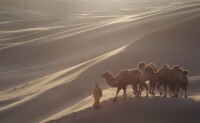 羅布泊風景之駱駝