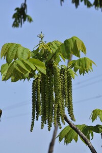 核桃花