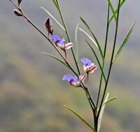 遠志-原植物形狀
