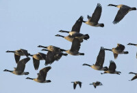 影響鳥類遷徙