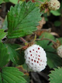 瓢兒-野草莓