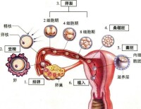 體內由排卵、受精、到著床的過程