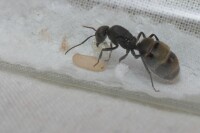 長相略與日本弓背蟻相似的巴瑞弓背蟻