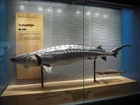 海洋生物標本館