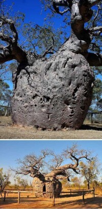 澳洲猴麵包樹