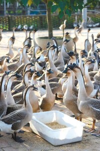 馬岡肉鵝