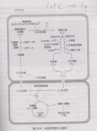 光合作用的C4途徑