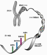 水稻基因組計劃