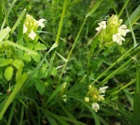 白花枝子花