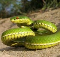竹葉青蛇