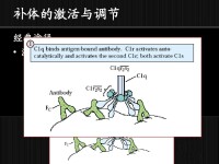 CIq示意圖