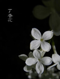 丁香花MV