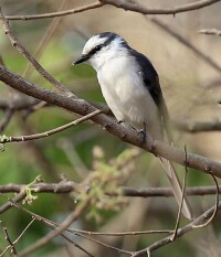 小灰山椒鳥