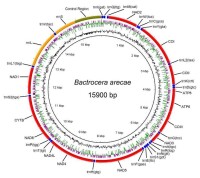 葉綠體DNA