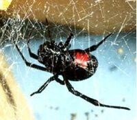 黑寡婦蜘蛛