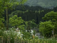 峨眉半山七里坪山花