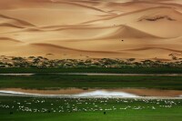 騰格里沙漠綠洲