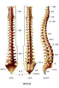 脊椎動物