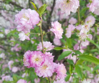 粉花重瓣麥李