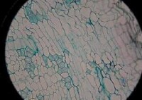 顯微鏡下周皮的木栓層圖片