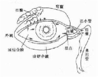 眼結膜