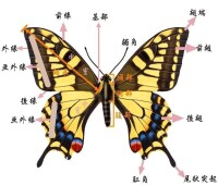 蝴蝶的前翅與后翅外型不同