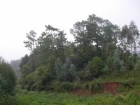 生態林