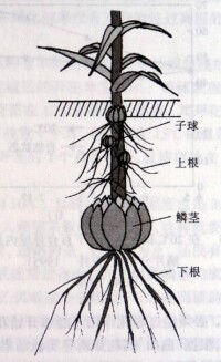 東方百合[百合屬中國栽培雜種系]