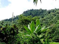 弄島鎮原始林