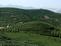 漳平水仙茶種植基地