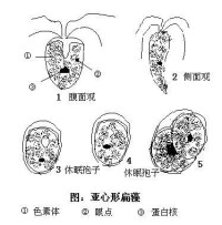 扁藻