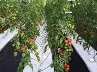辰希緣水果番茄種植基地