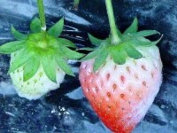 草莓白粉病危害癥狀