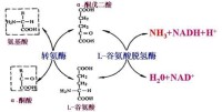 聯合脫氨基過程