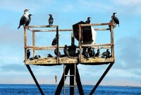 沃爾維斯灣海鳥